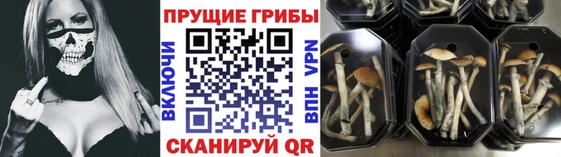 Псилоцибиновые грибы прущие грибы  Менделеевск 
